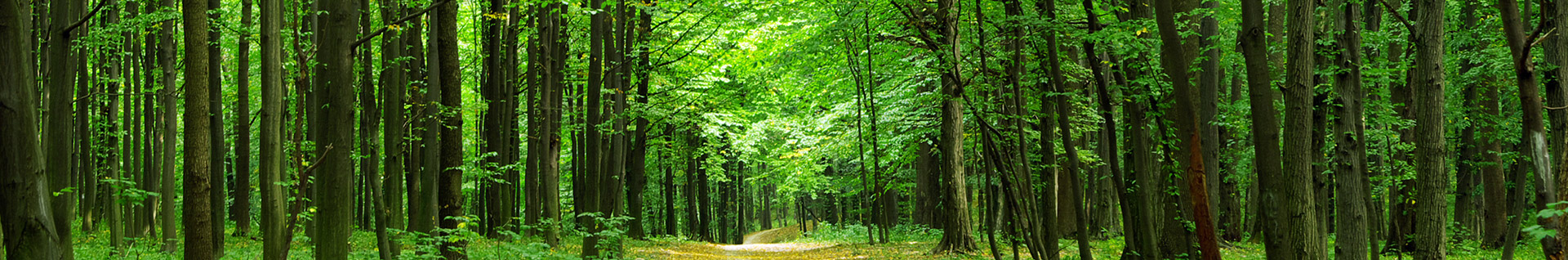 A path through a verdant forest