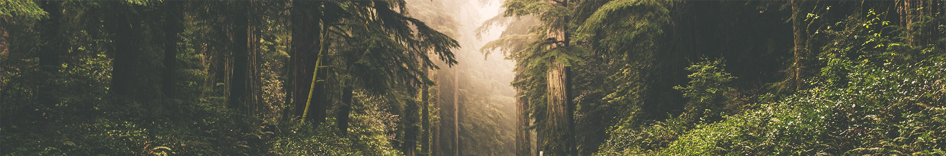 Light passing between trees in a forest