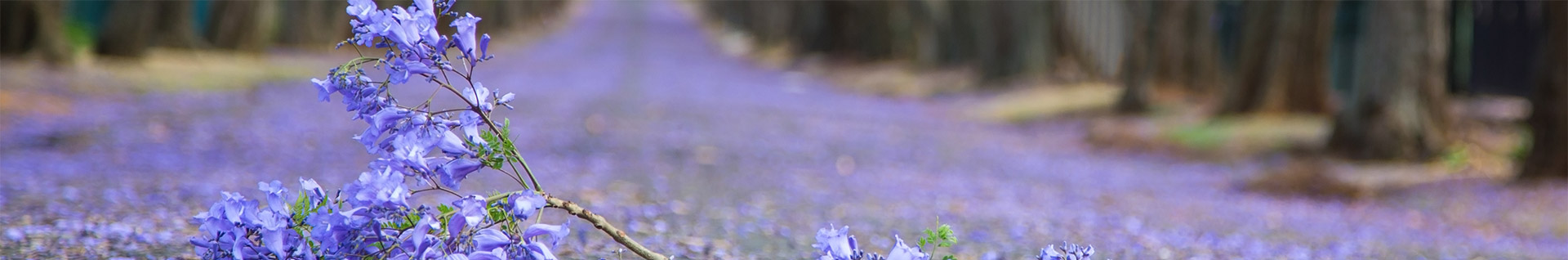 A flower along the road